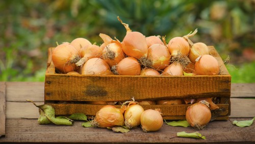 Mua hành tây số lượng lớn ở đâu?