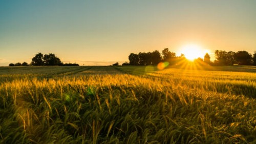 Trump’s Tariffs Are Hurting U.S. Agriculture - Some Farmers Still Support Them