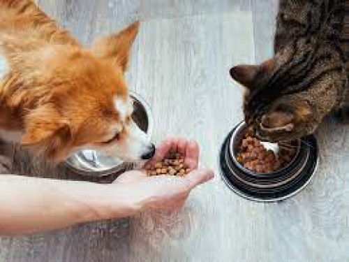 How to Find Pet Food Buyers & Importers List to Sell
