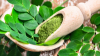 8 Best Countries to Sell Moringa Online and Find Wholesale Buyers