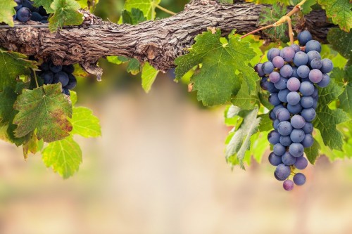 Top Wholesale Grapes Suppliers & Distributors List
