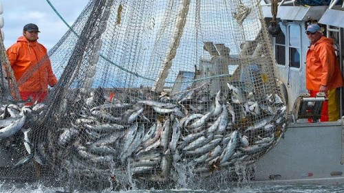 10 Websites To Buy Fishing Nets Online