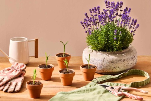 7 Best Platforms to Sell Lavender Online and Find Wholesale Buyers