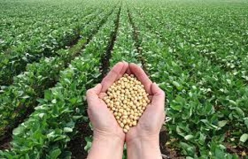 Where to Buy Soybeans in Bulk? Best 9 Online Platforms