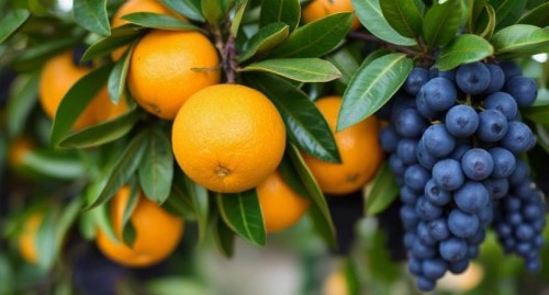 Australian Oranges Enter the Market While Grapes Failed to Tease Attraction Off-Season