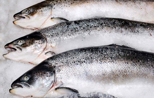 8 Top Websites to Find Frozen Seafood Importers and Buyers