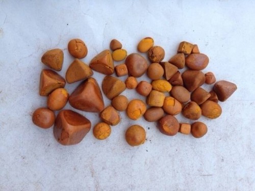 How to Sell Cow Gallstones? Tips to Find Buyers and More