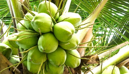 Tôi có thể mua dừa số lượng lớn ở đâu