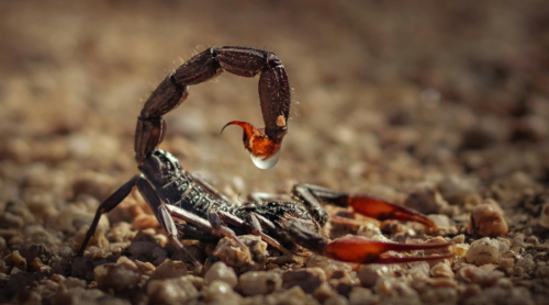 10 Best Ways to Sell Scorpion Venom: Proven Strategies to Find Buyers