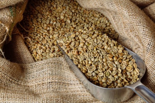 Europe's Green Coffee Imports Show Signs of Recovery but Remain Below Pre-Pandemic Levels, Reveals ECF Report
