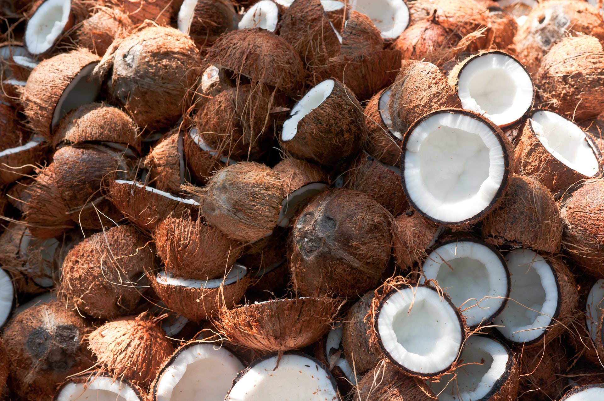 The end of coconut water? The world's trendiest nut is under threat of  species collapse