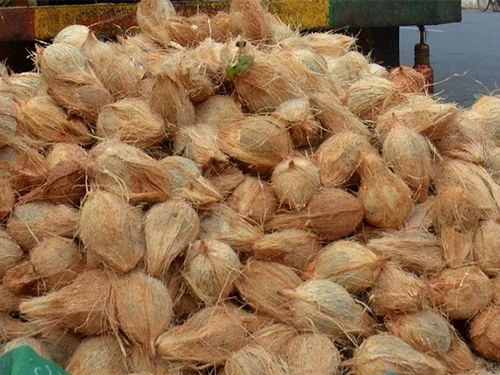 A Grade Solid coconut wholesale, Packaging Size: TON, Coconut Size: Large