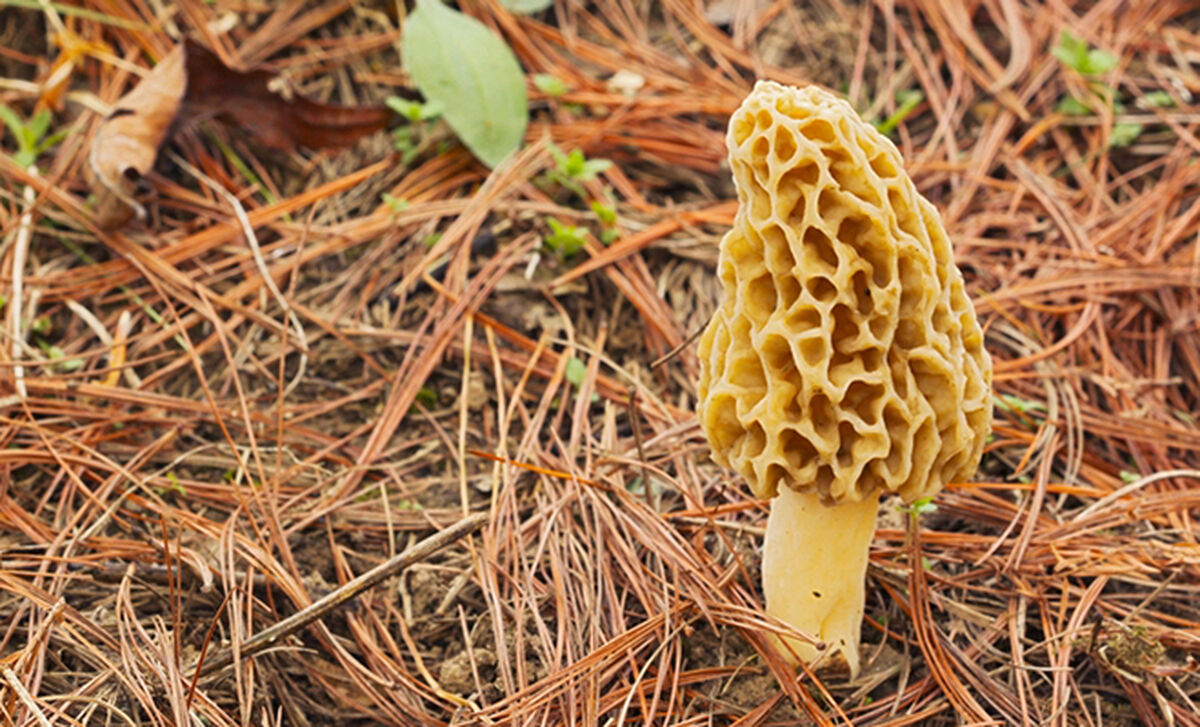List of mushroom buyers Where to sell morel mushrooms B2bheadlines