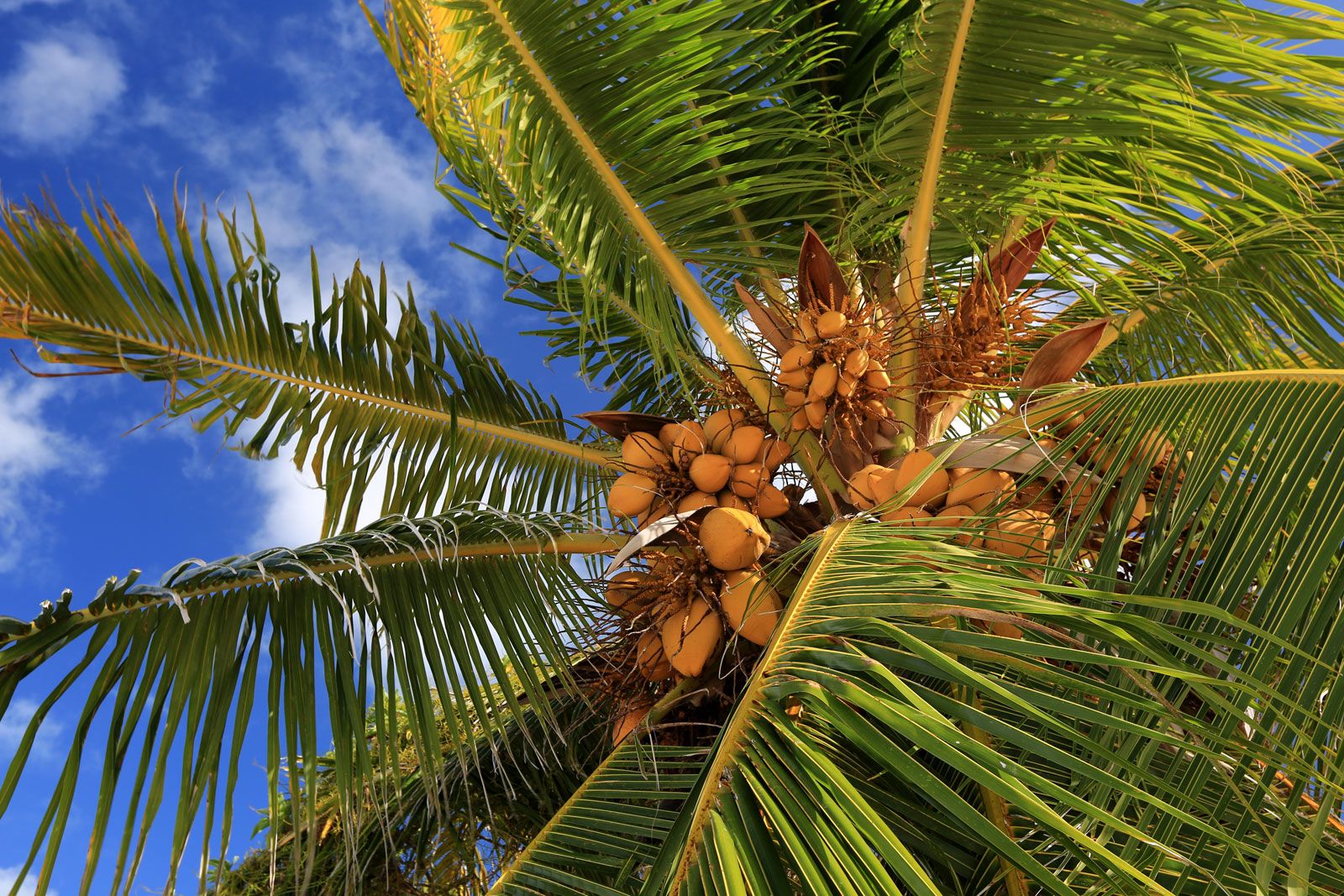 Coconut palm | Tree, Scientific Name, Uses, Cultivation, & Facts |  Britannica