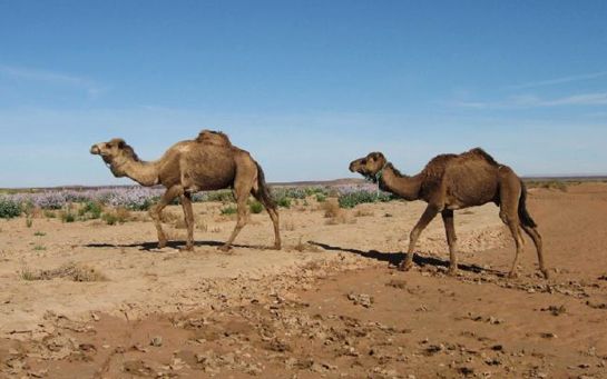 Where to Buy Camel Meat