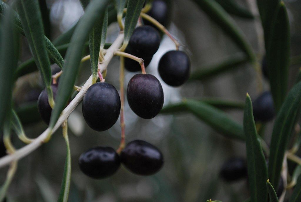 Where To Buy Raw Olives in Bulk? A Definitive Guide for The Best B2b Websites