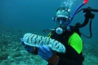 How to find Sea Cucumber Buyers & Sell Globally?
