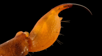 5 Best Platforms to Sell Scorpion Venom Online