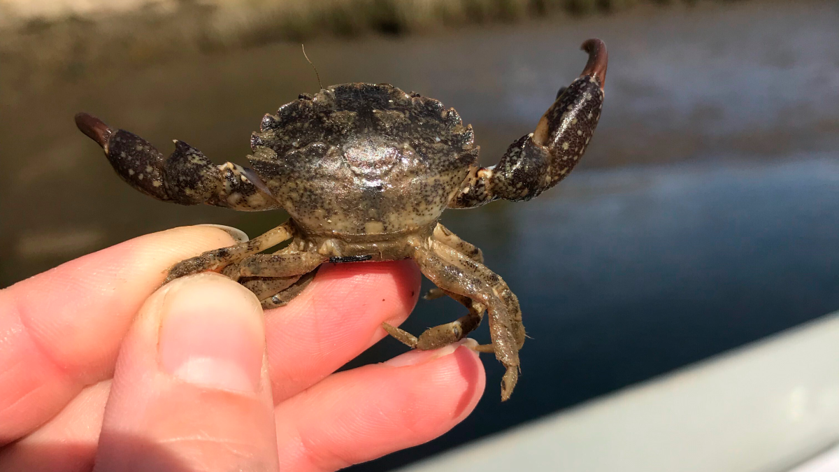 Where to Buy Mud Crabs | B2BHeadlines