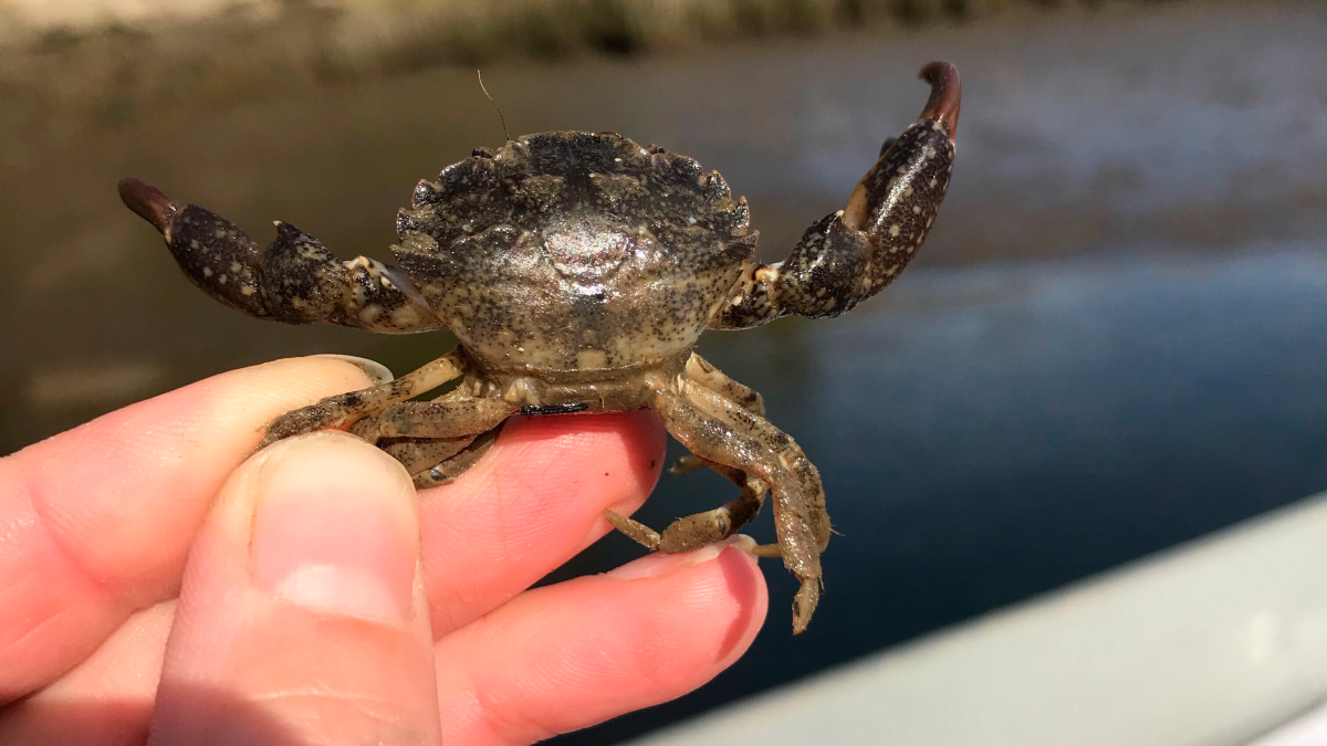 Where to Buy Mud Crab