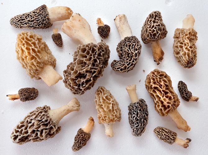 List of mushroom buyers: Where to sell morel mushrooms