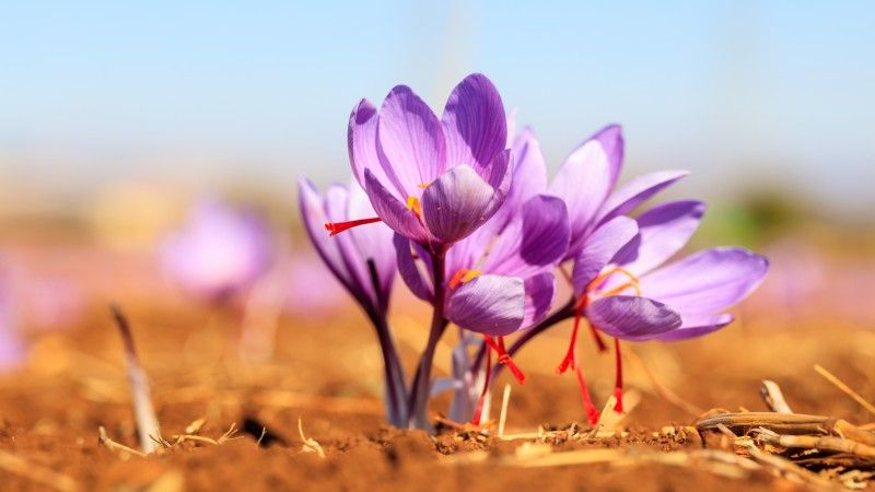Find Wholesale Saffron Buyers - Complete Guide To Find Global Buyers